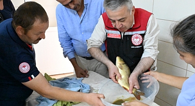 İzmir'de yetiştirilen 6 milyon sazan balığı iç sularımıza bereket katacak