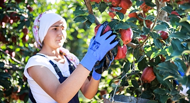Elma ve elma suyu ihracatı 321 milyon dolara ulaştı