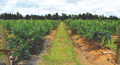 Maviyemiş ihracatından 4,2 milyon dolarlık kazanç
